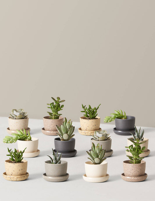 Succulent Assortment W/Planters